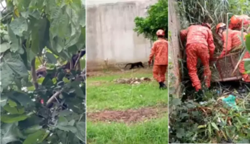 Bugio-ruivo é resgatado em área urbana de Santo Antônio de Pádua