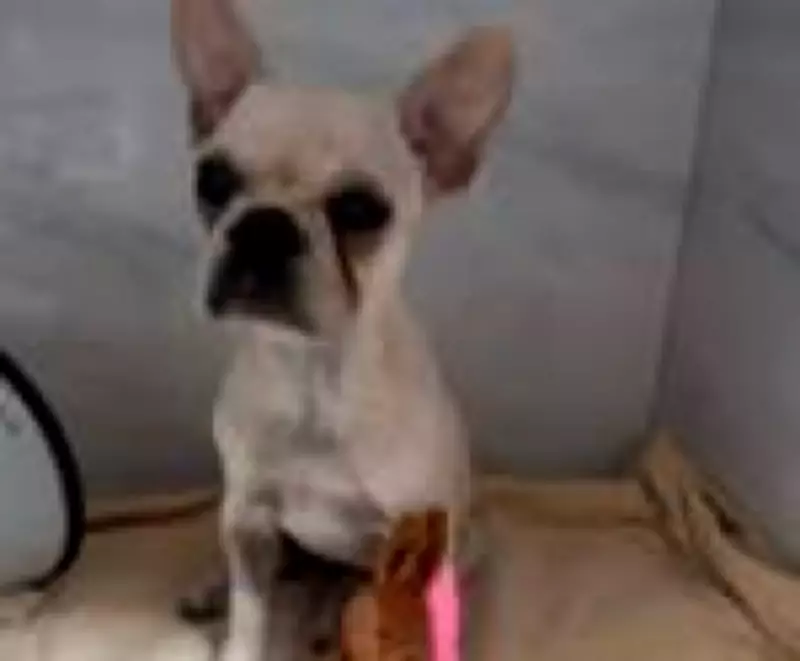 Buldogue intoxicada com 55 pedras de crack sai da UTI e tutora é presa