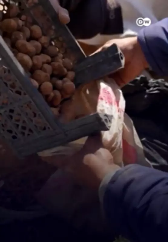 Caçadores de trufas na Síria arriscam a vida em meio a minas terrestres