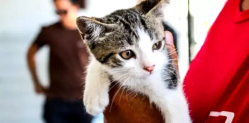 Cabo Frio realiza feira de adoção de cães e gatos neste sábado (9)
