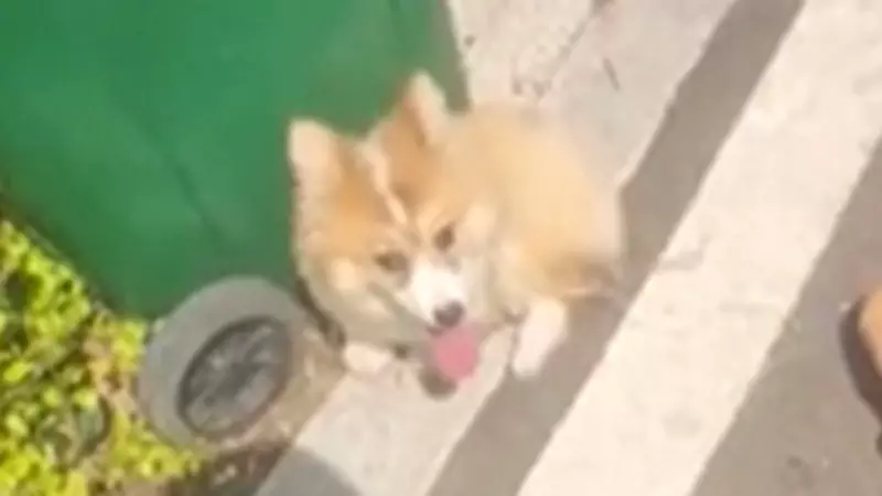 Cachorro abandonado se agarra a ursinho de pelúcia e emociona web