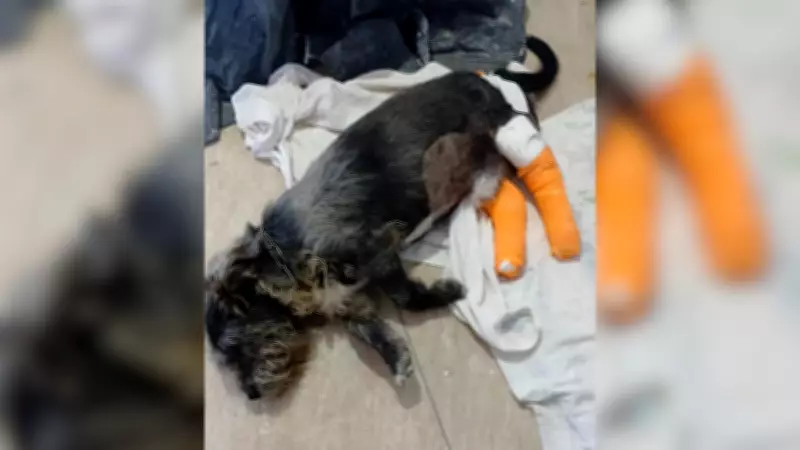 Cachorro atropelado por carro em alta velocidade e contramão em Votorantim