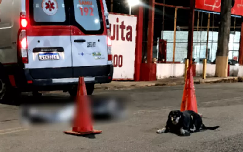 Cachorro fica ao lado de tutor morto após atropelamento em Alfenas (MG)