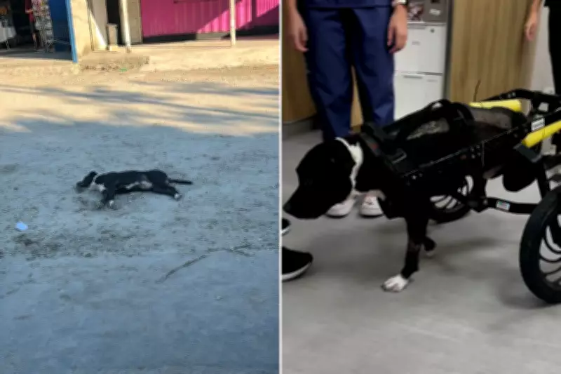 Cachorro paraplégico após atropelamento é resgatado e ganha cadeira de rodas em Cubatão