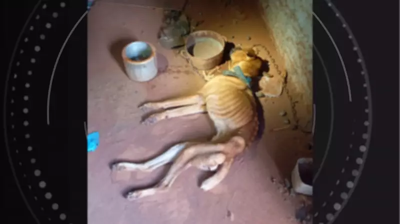 Cachorro resgatado amarrado e sem água morre horas após salvamento no PR