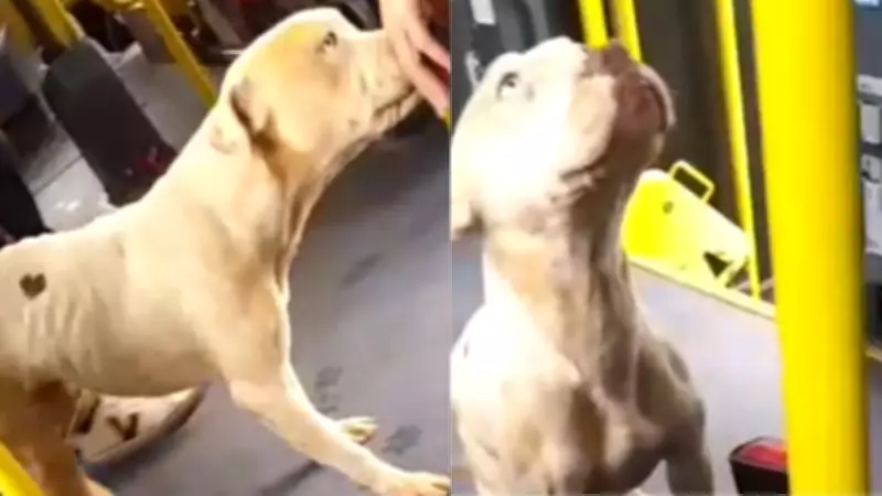 Cachorro vira-lata pega carona em ônibus e diverte passageiros em SP