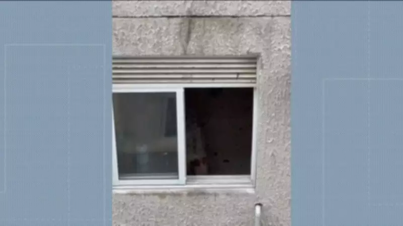 Cadela abandonada em apartamento em Campo Grande é resgatada; tutoras presas