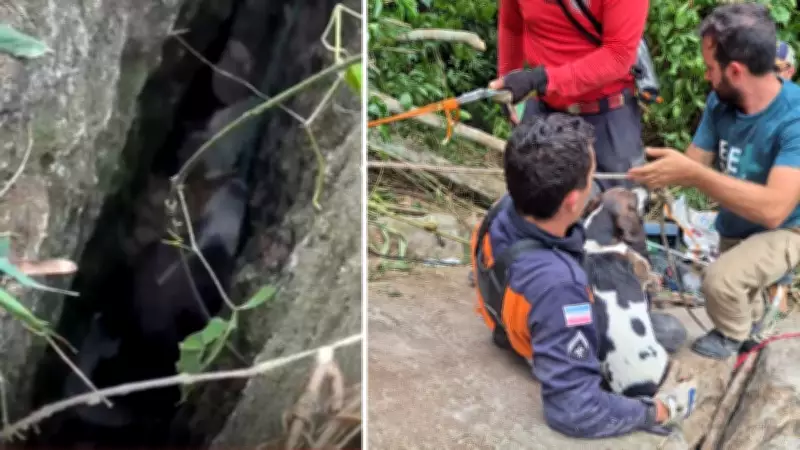 Cadela resgatada após três dias presa em fresta de rocha em Colatina