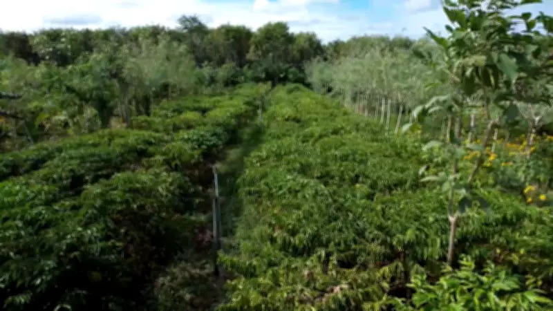 Café agroecológico na Mata Atlântica alia sustentabilidade e sabor superior