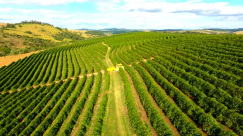 Cafeicultores de MG questionam previsão de safra recorde em 2026