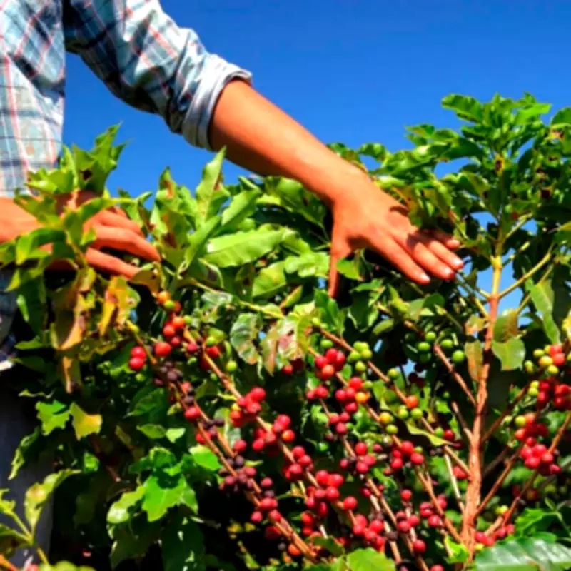 Cafeicultura em Patrocínio: produtores rurais movimentam 78% da economia local