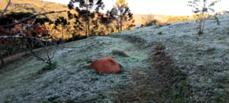 Campos do Jordão registra 2,1°C e primeira geada de 2026