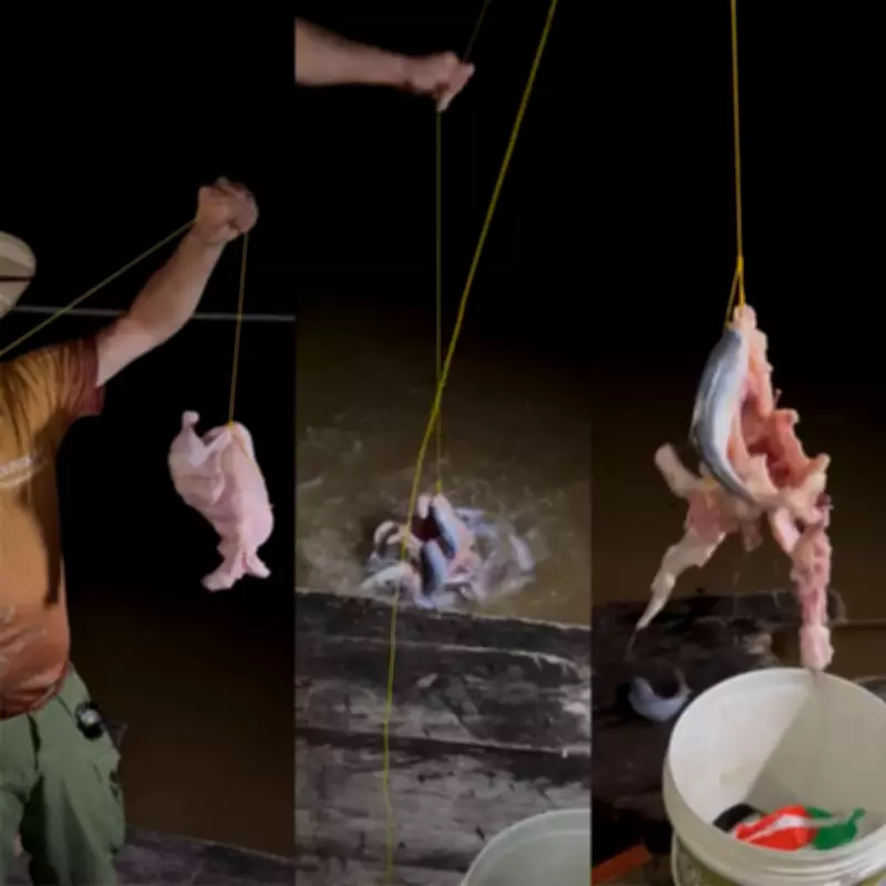 Candiru-açu devora frango inteiro em menos de 2 minutos em Rondônia
