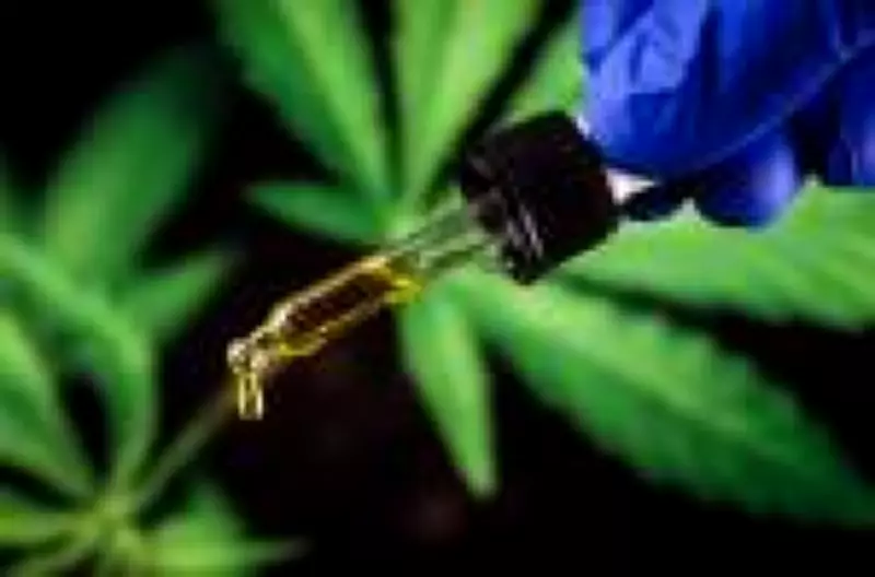 Cannabis medicinal cresce mais rápido que antidepressivos no Brasil