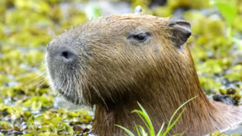 Capivara espancada no Rio é devolvida à natureza após tratamento