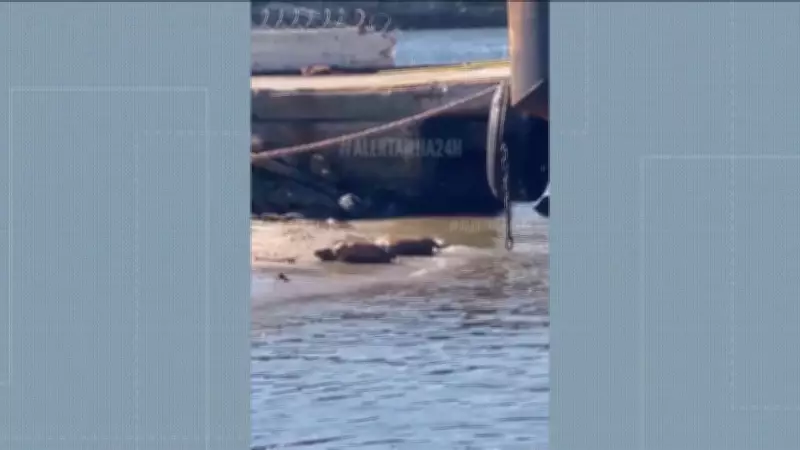 Capivaras aproveitam sol e rolam na areia da Baía de Guanabara