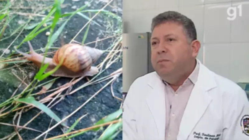 Caracol africano volta a ameaçar São Luís com risco de meningite