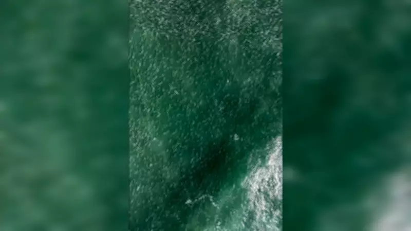Cardume de mais de 2 km de tainhas é flagrado por drone em Laguna, SC
