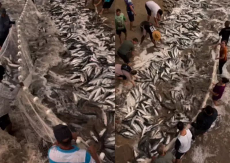 Cardume de tainhas forma mancha escura em mar cristalino em Garopaba, SC