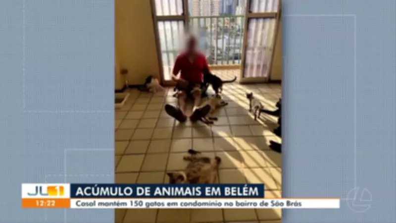 Casal acumula 150 gatos em dois apartamentos em condomínio de Belém
