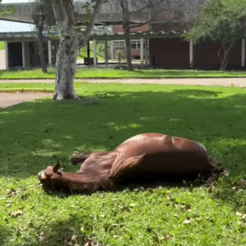 Cavalo Caramelo ganha estátua em Estrela como símbolo de resistência às enchentes no RS