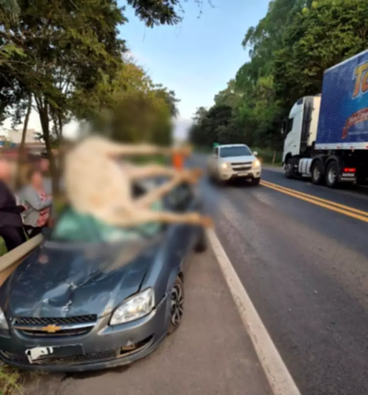 Cavalo morre após bater em carro na MG-050 em Pimenta
