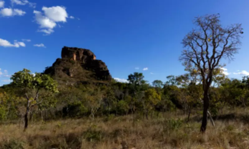 Cerrado: a 'floresta de cabeça para baixo' que esconde um gigante subterrâneo