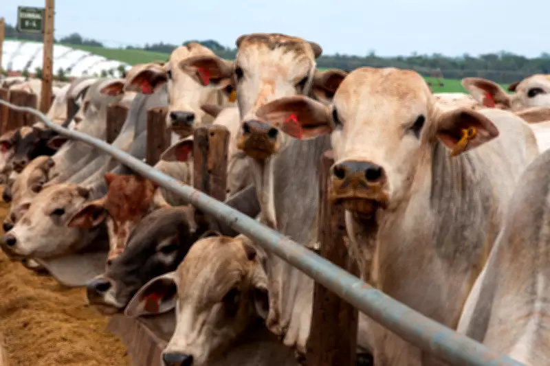 China autoriza três frigoríficos brasileiros a retomar embarques de carne bovina