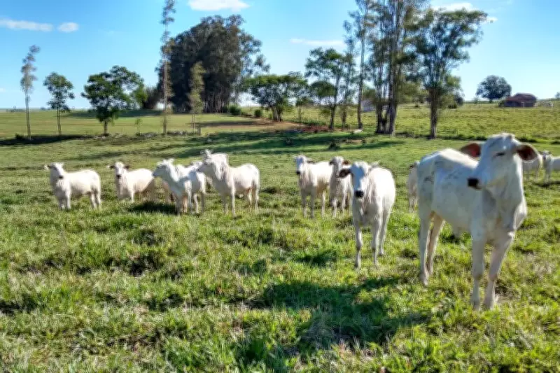 China sinaliza disposição a pagar mais por carne bovina sustentável do Brasil