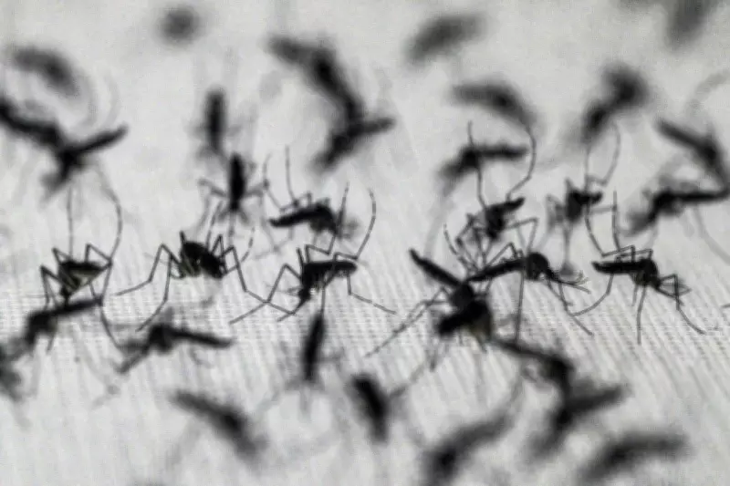 Cientista brasileiro aposta em 'wolbitos' contra dengue, mas expansão esbarra em desafios