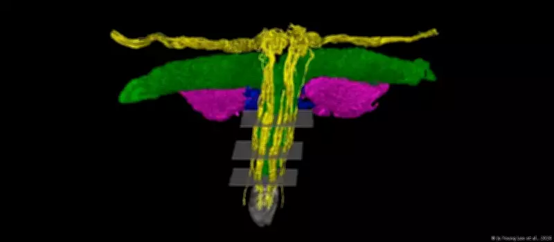 Cientistas mapeiam nervos do clitóris em 3D e revelam complexidade inédita