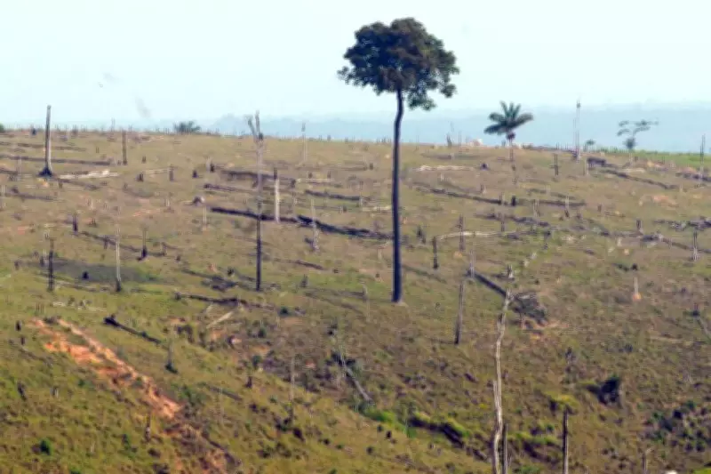 Câmara aprova projeto que limita embargos ambientais por satélite