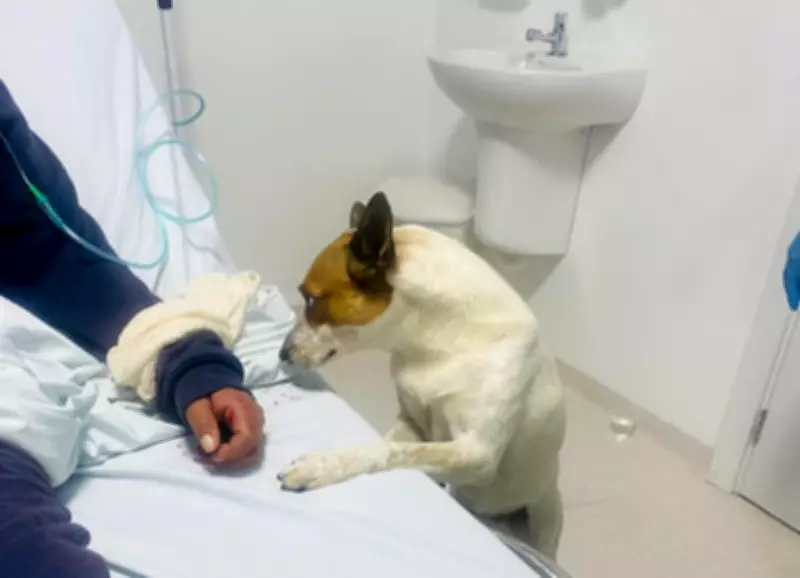 Cão acompanha tutora em surto psicótico na UPA de Balneário Camboriú