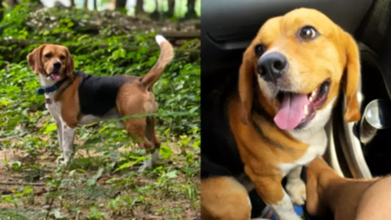 Cão da raça beagle desaparece em Teresina; tutor oferece recompensa