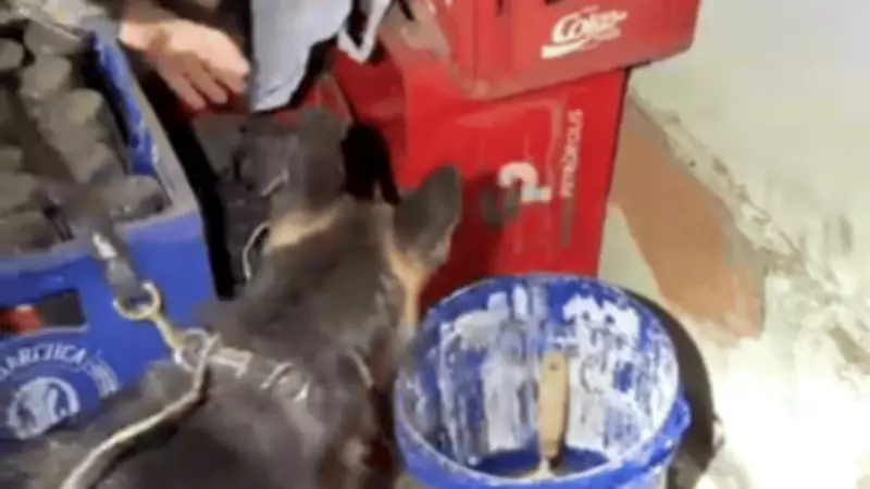 Cão farejador encontra drogas em bar e idosa de 72 anos é presa em Uberlândia