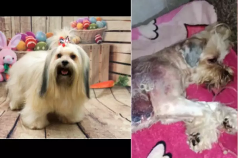 Cão sofre queimaduras graves em pet shop clandestino em Cuiabá