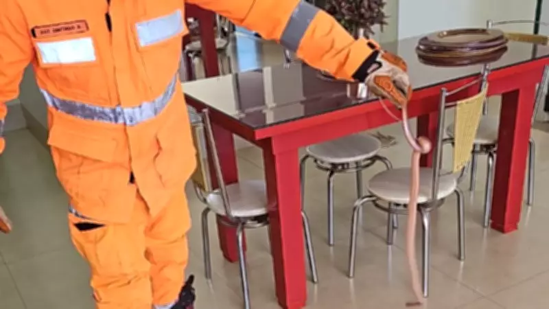 Cobra-cipó é capturada em cozinha de casa em Paracatu, MG