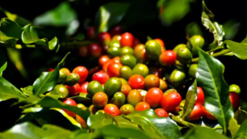 Cooxupé participa de estudo internacional sobre pegada de carbono do café
