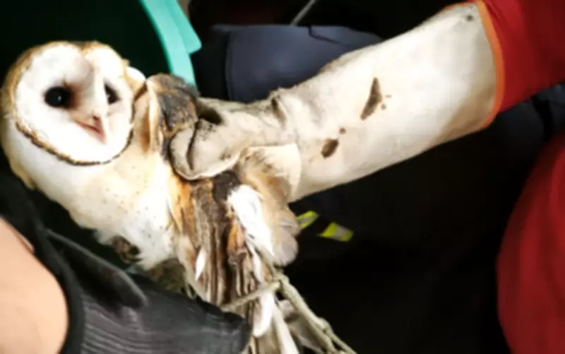 Coruja resgatada é devolvida à natureza em Nossa Senhora da Glória