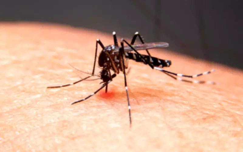 Criança de 7 anos morre vítima de dengue no Piauí