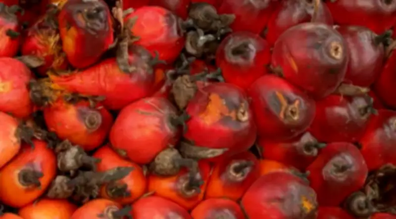 Dendê em sistema agroflorestal transforma produção no Pará com ganhos de até 38%