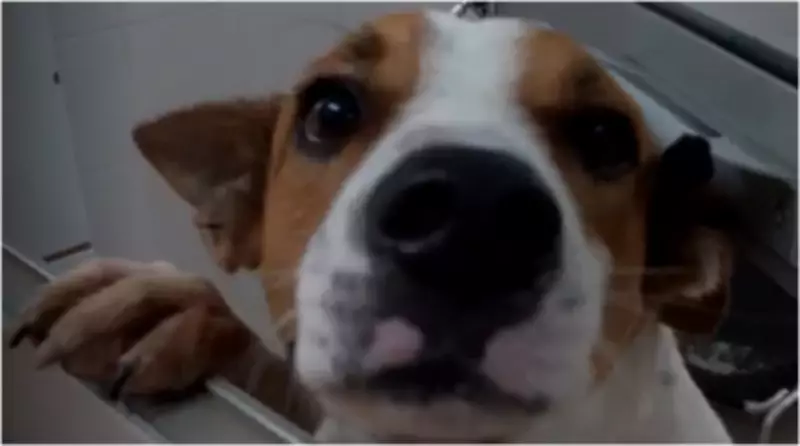 Denúncias de maus-tratos a animais disparam 5 vezes em SP em 2025