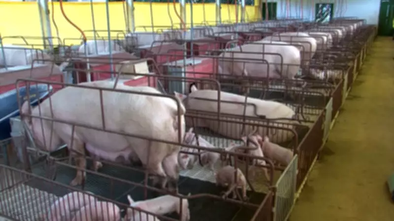 Dia das Mães aquece demanda por carne suína, mas preços ainda não reagiram