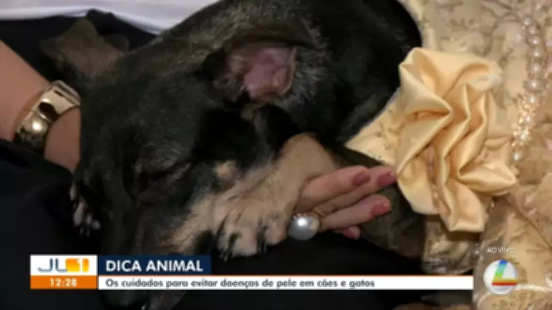 Dica Animal: saiba como evitar doenças de pele em cães e gatos