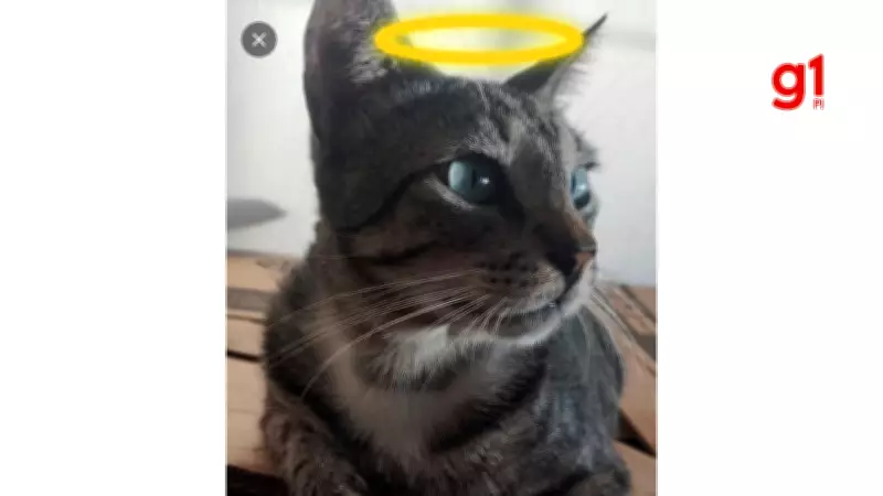 Envenenamento mata gato no litoral do Piauí; cidade registra mais de 25 mortes suspeitas desde abril