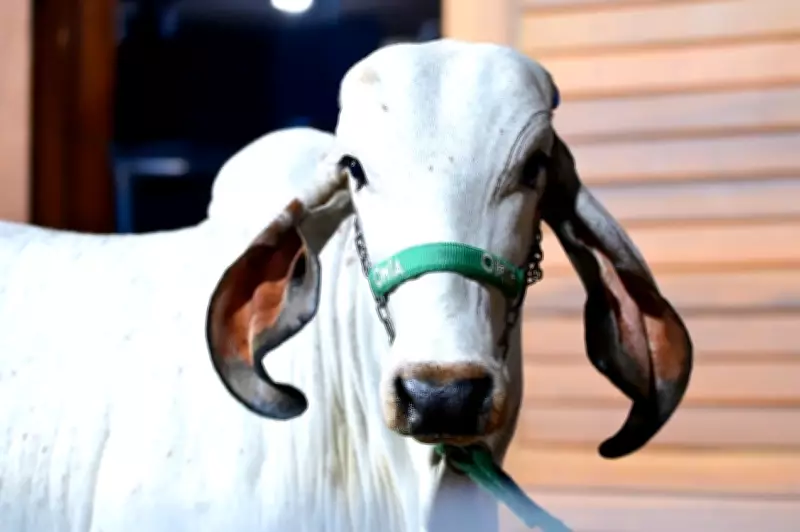ExpoZebu 2023 bate recorde histórico de faturamento com R$ 254,5 milhões