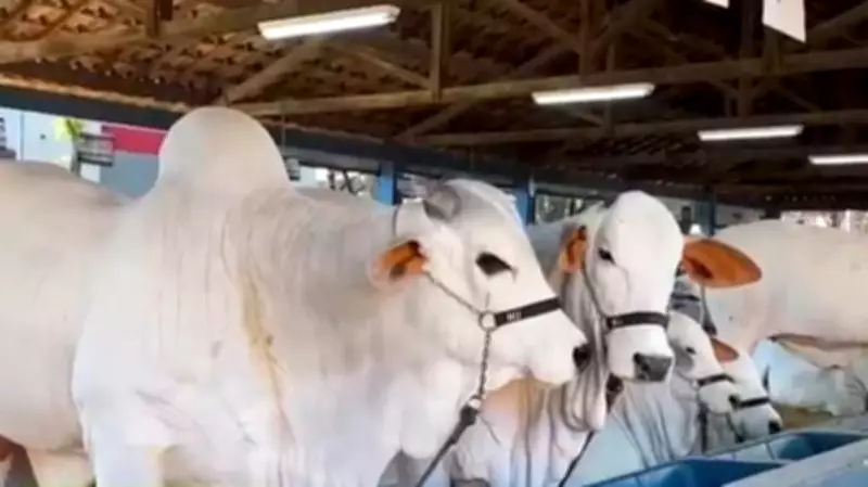 ExpoZebu 2026 reúne pecuaristas globais em Uberaba com inovações genéticas