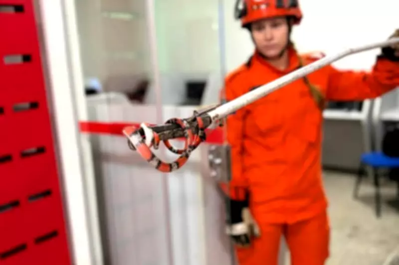 Falsa-coral é resgatada em sala de aula do IFMT em Confresa