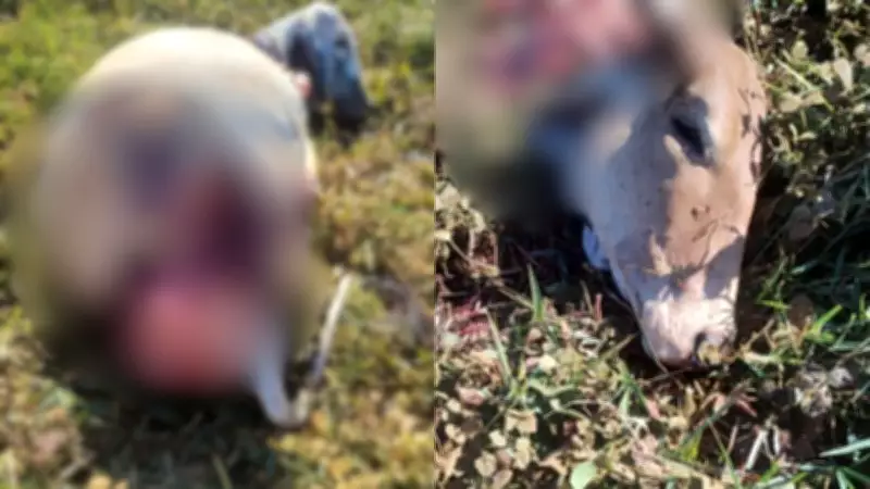 Fazendeiro denuncia furto e abate de duas vacas em Uberaba