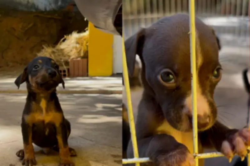 Feira de adoção de pets em Cuiabá oferece 34 animais neste sábado
